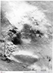 Historisches Foto von Decapoda indet. (NHMW-AFW-GEO-BACHMAYER-FOTO-1990-0041-1151)